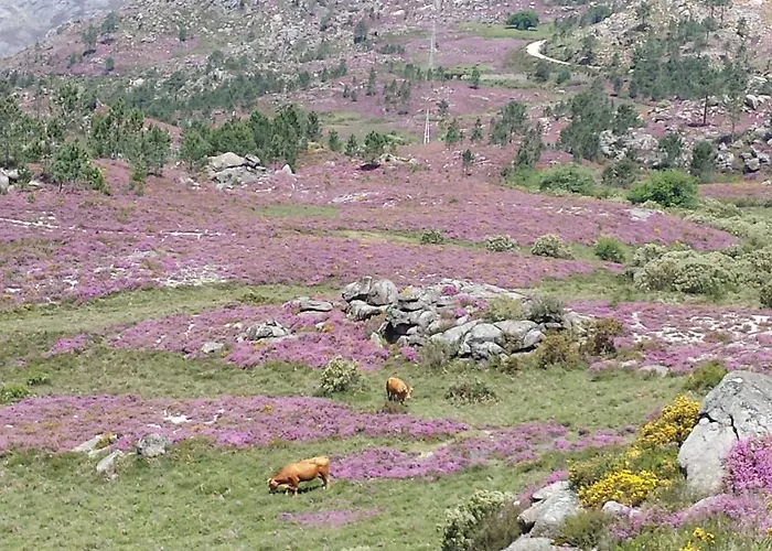 Apartment - Serra Do Geres *